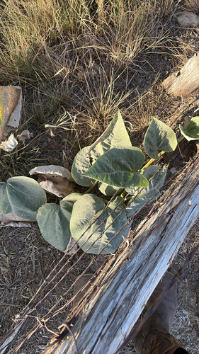 Buffalo Gourd