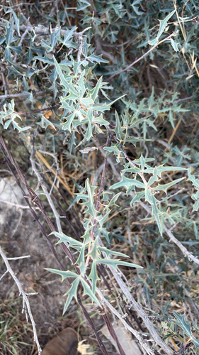 Agarita