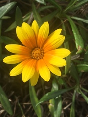 Gazania × splendens