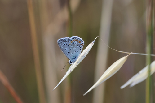 Common Blue
