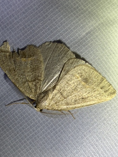 iNaturalist observation photo of Spurred Wave Moth