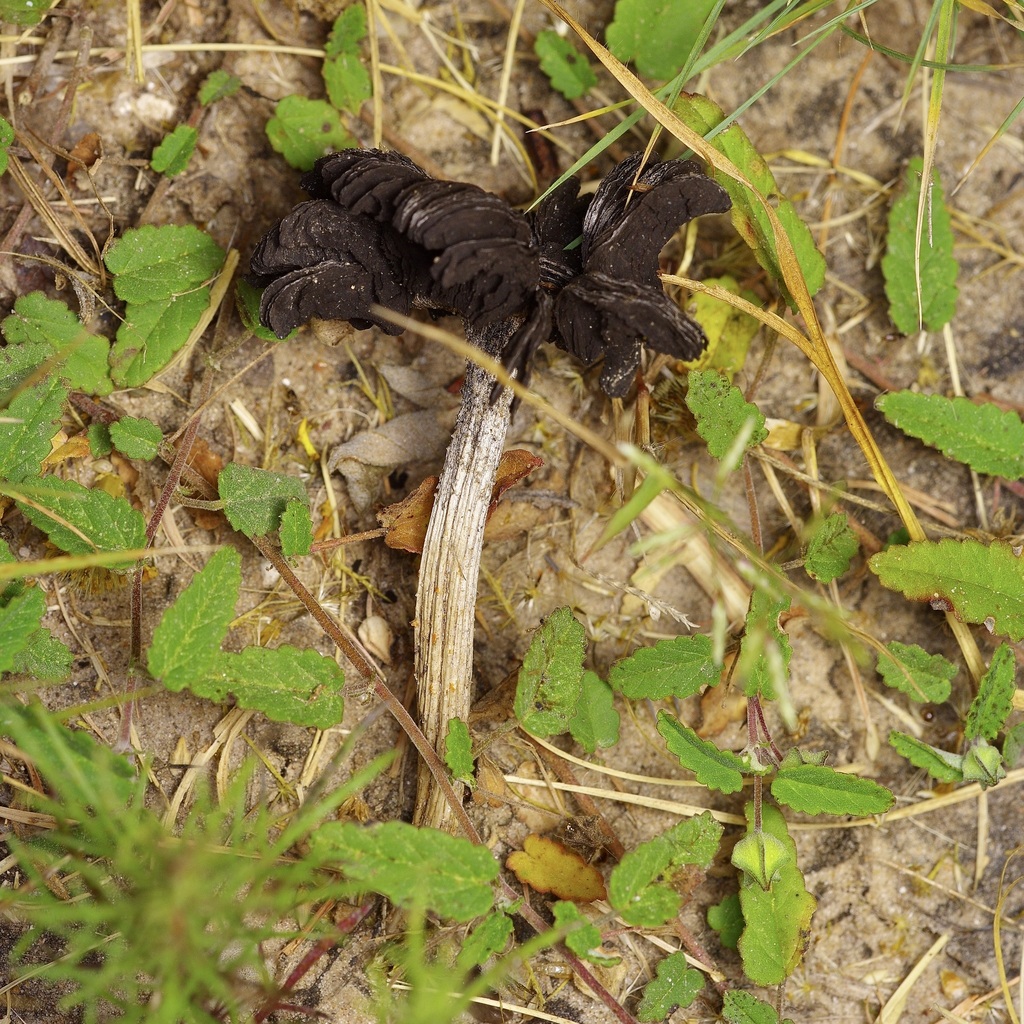 Desert Inkcap · July 2026 · photo: Photo: (c) Michelle W. （鍾偉瑋）, some rights reserved (CC BY) · iNaturalist