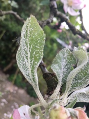 Podosphaera leucotricha