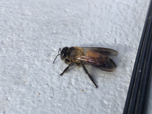 Giant Honey Bee