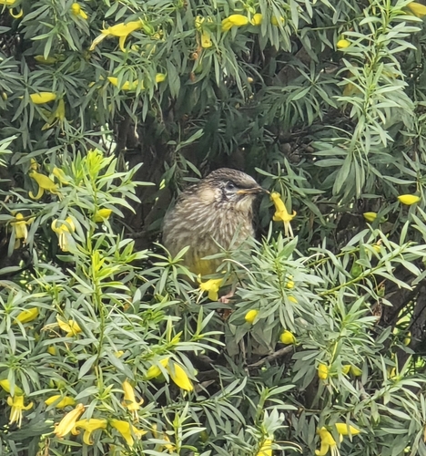 Red Wattlebird