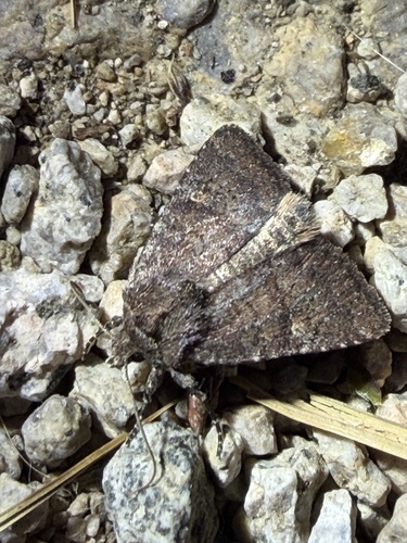 iNaturalist observation photo of Cutworms and Dart Moths