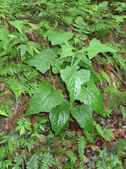 Notoseris melanantha
