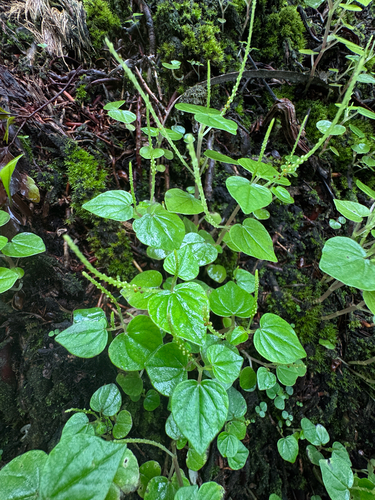 Peperomia pellucida observed 2026-07-04