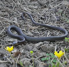 Hierophis viridiflavus carbonarius