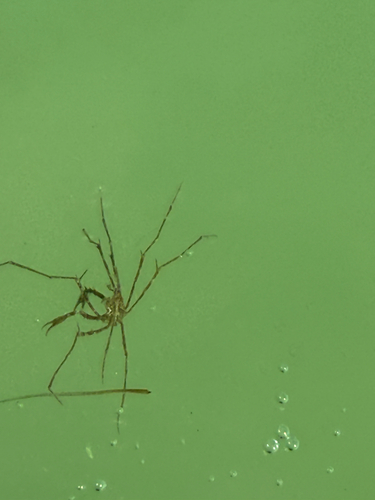 false arrow crab