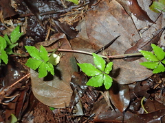 Tetrastigma obtectum