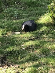 Fulica atra