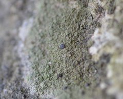 Bilimbia sabuletorum