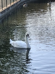 Cygnus olor