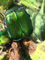 Protaetia cuprea ignicollis