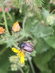 Blitopertha nigripennis