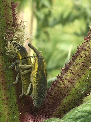 Lixus scolopax