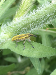 Lixus scolopax