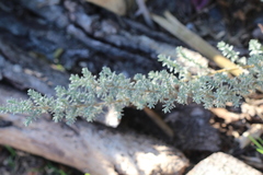 Eriocephalus racemosus racemosus