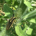 Agapanthia pustulifera - Photo (c) Uriah Resheff, μερικά δικαιώματα διατηρούνται (CC BY-NC), uploaded by Uriah Resheff