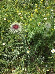 Onopordum carduiforme