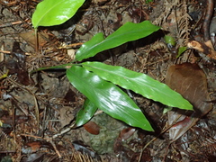 Alpinia intermedia