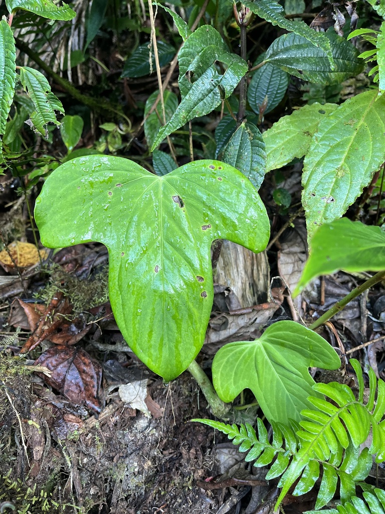 Anthurium truncicola Engl.