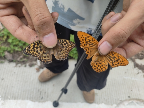 Silver-washed Fritillary
