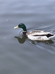 Anas platyrhynchos