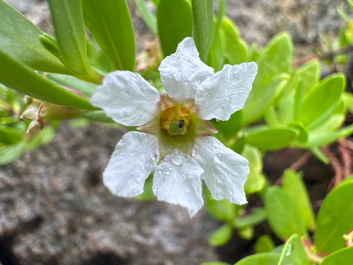 Pemphis acidula observed 2026-07-04