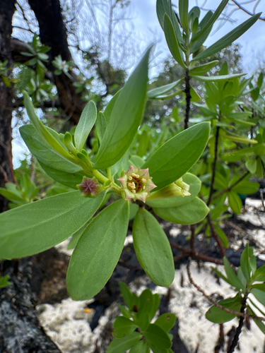 Pemphis acidula observed 2026-07-04