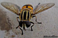 Mesembrius bengalensis