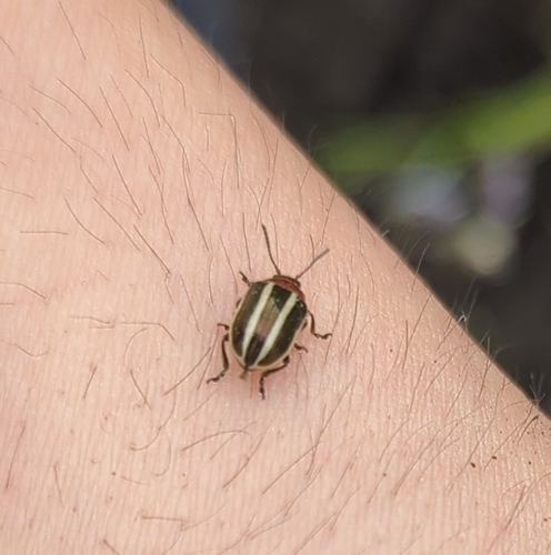 Coreopsis Beetle