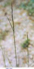 Festuca delicatula