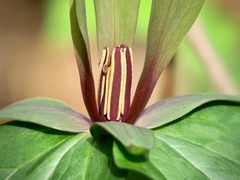 Trillium viride