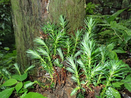 China-fir