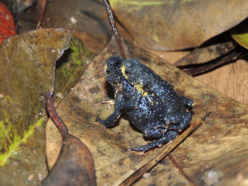 Swelling Redbelly Toad