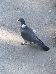 Columba palumbus