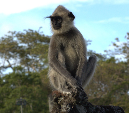 Sri Lankan Grey Langur