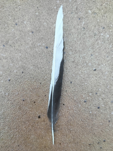 Plume de Bergeronnette grise