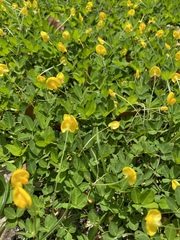 Arachis