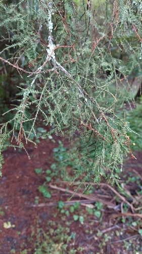 kahikatea