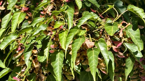 Acer caudatifolium