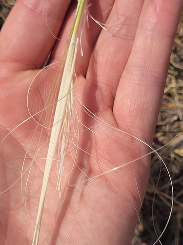 Hesperostipa comata, photograph 4