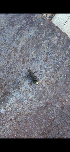 gold-and-brown rove beetle