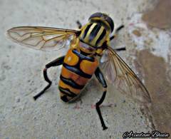 Mesembrius bengalensis