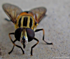 Mesembrius bengalensis