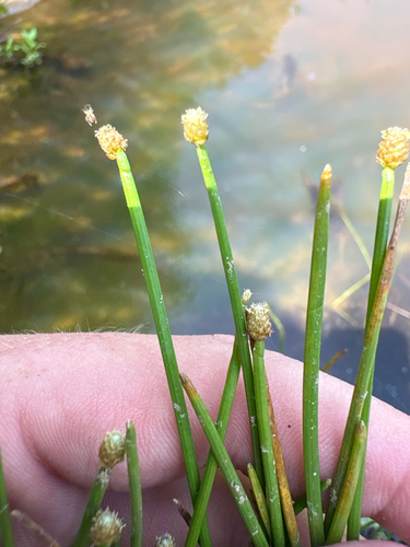 Eleocharis obtusa, photograph 4