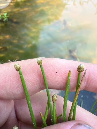 Eleocharis obtusa, photograph 5