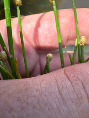 Eleocharis obtusa, photograph author not stated, no rights reserved